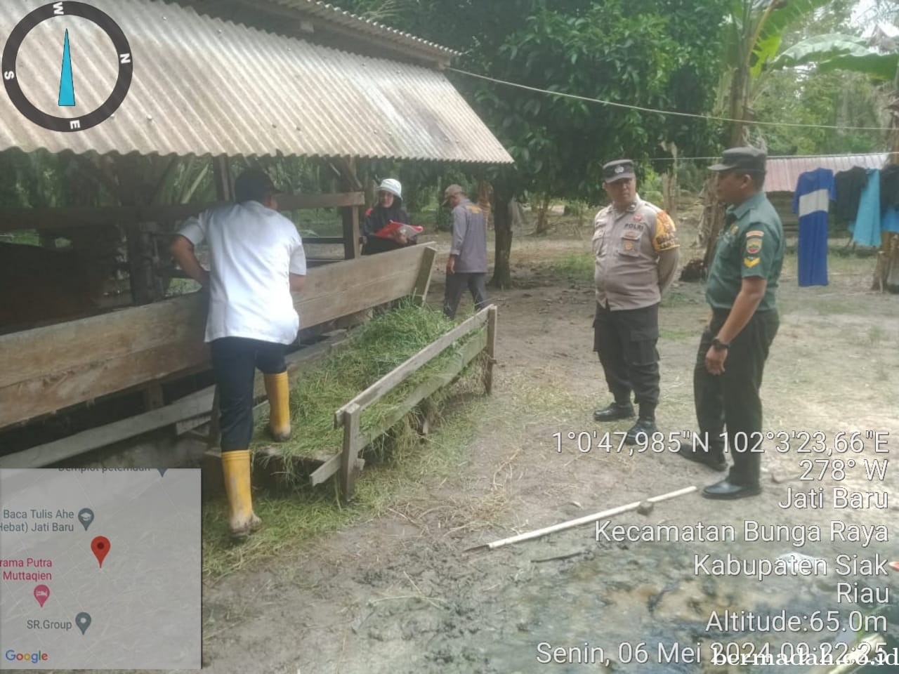 Senin 6 Mei, Babinsa Koramil 06/PWK Sabak Auh Penetapan URC, Tanggulangi PMK