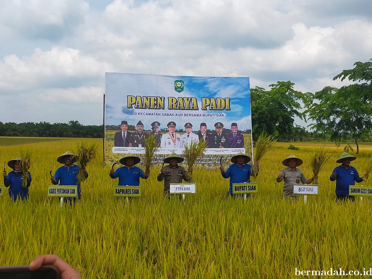 Panen Raya Padi Bersama Bupati Siak, di Persawahan Poktan Sidodadi Tani Kampung Laksamana