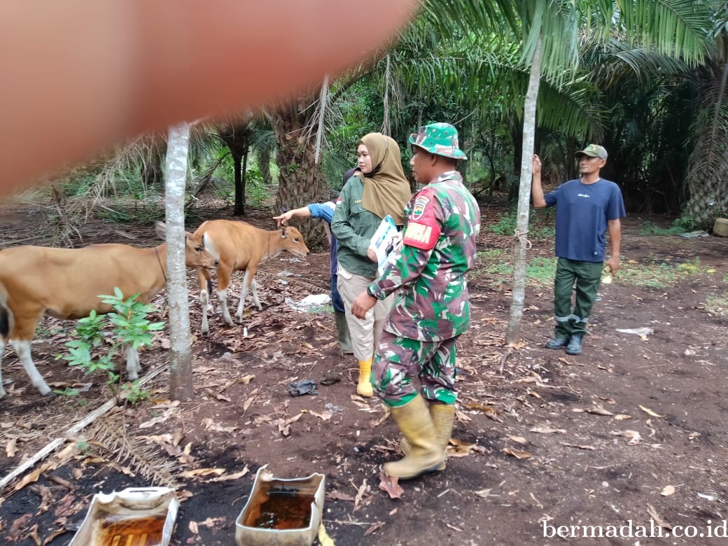 Rabu 7 Agustus, Pendampingan Penyemprotan Disinsfektan PMK URC Ternak di Kampung Teluk Mesjid