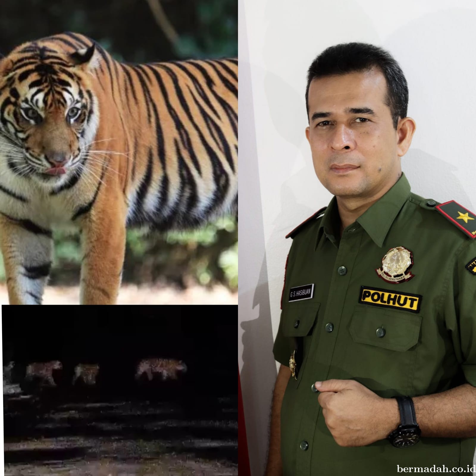 Video Viral Empat Harimau Sumatera Melintas di Koridor RAPP Pelalawan, Bikin Heboh!
