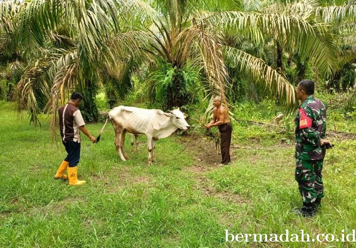 Selasa 10 September, Pendampingan Penyemprotan Disinsfektan PMK URC Ternak di Kampung Dosan