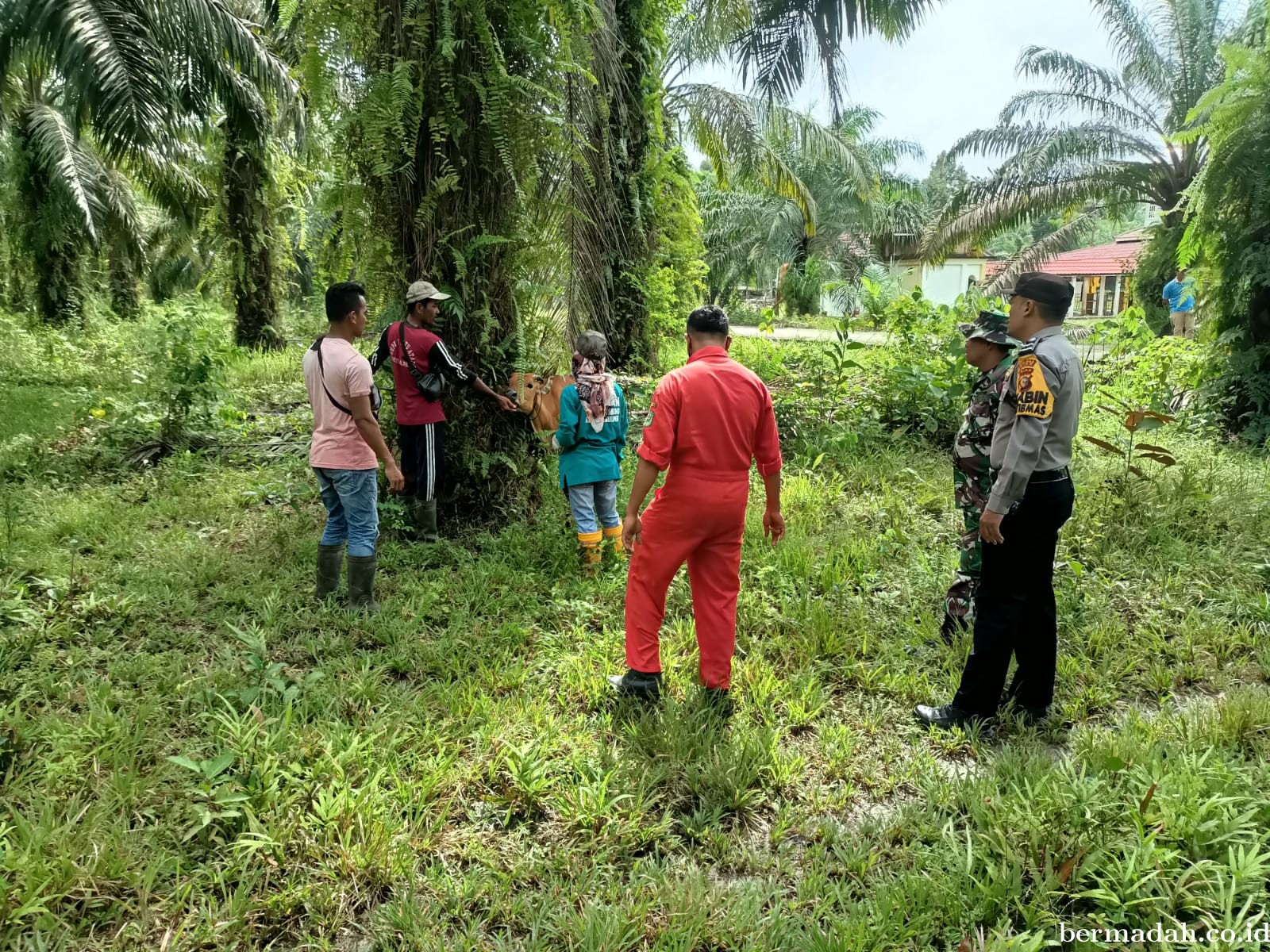 Senin 18 November, Pendampingan Penyemprotan Disinspfektan PMK URC Ternak di Kampung Pebadaran