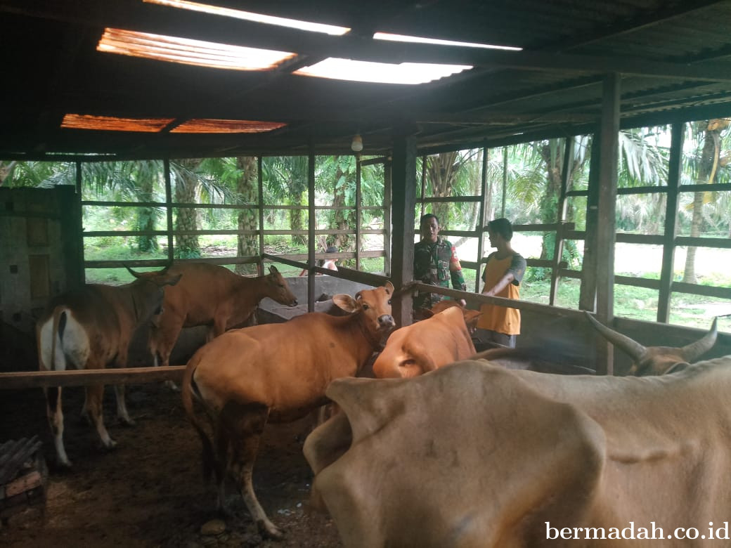 Kamis 12 Desember, Pendampingan Penyemprotan Disinsfektan PMK URC Ternak di Kampung Teluk Mesjid