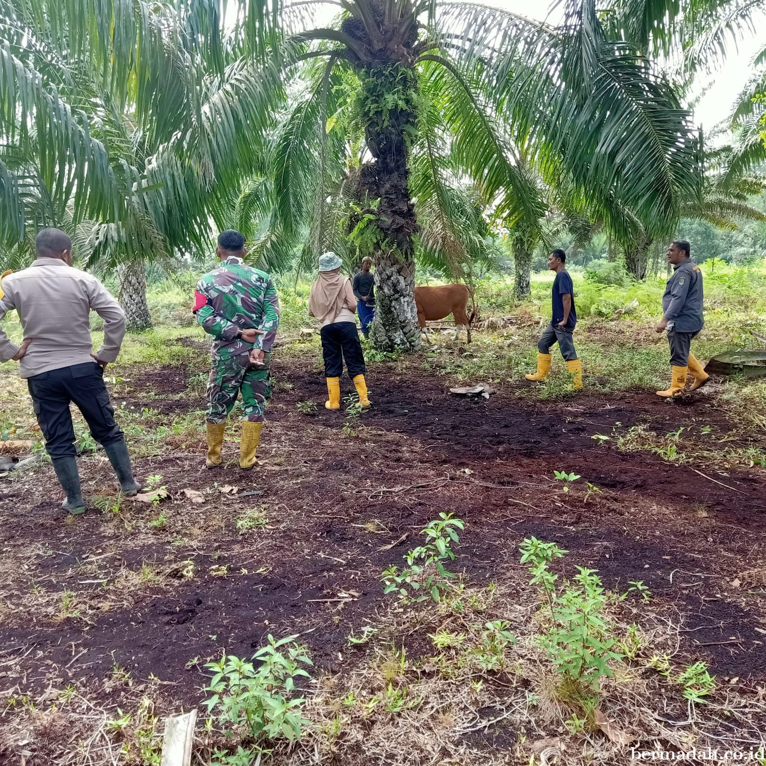 Kamis 2 Januari, Pendampingan Penyemprotan Disinsfektan PMK URC Ternak di Kampung Teluk Mesjid