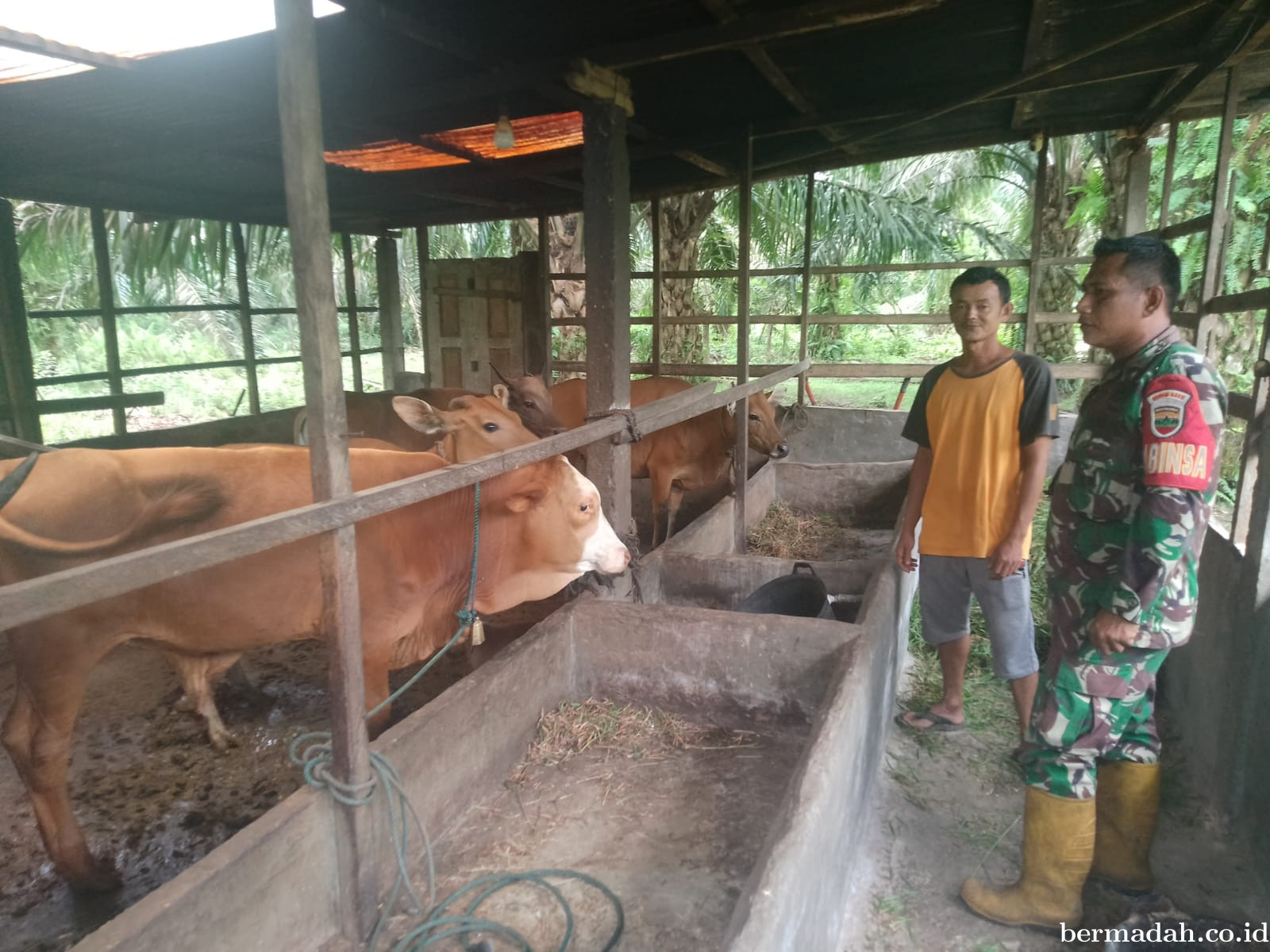 Rabu 5 Januari, Pendampingan Penyemprotan Disinsfektan PMK URC Ternak di Kampung Teluk Mesjid