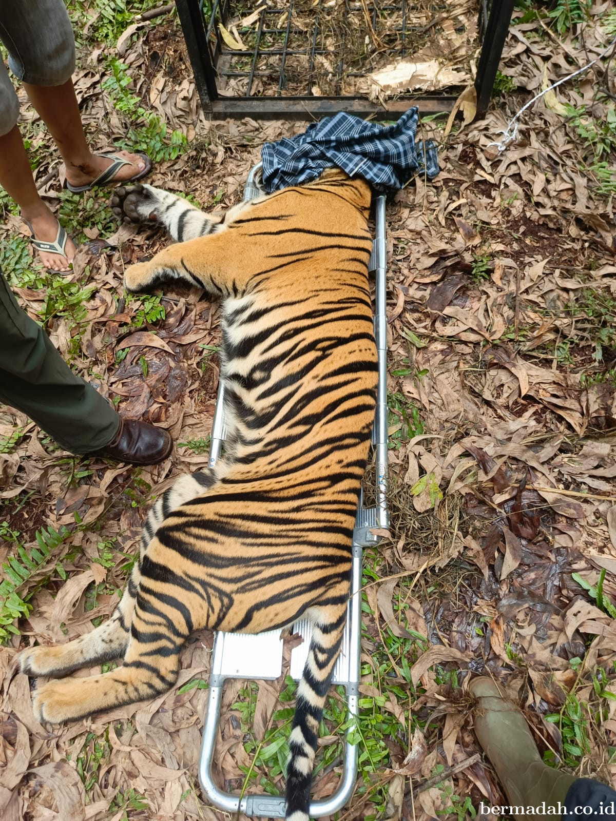 Harimau Sumatera Ditangkap Usai Terkam Pekerja di Pelalawan, BBKSDA Riau Tingkatkan Patroli