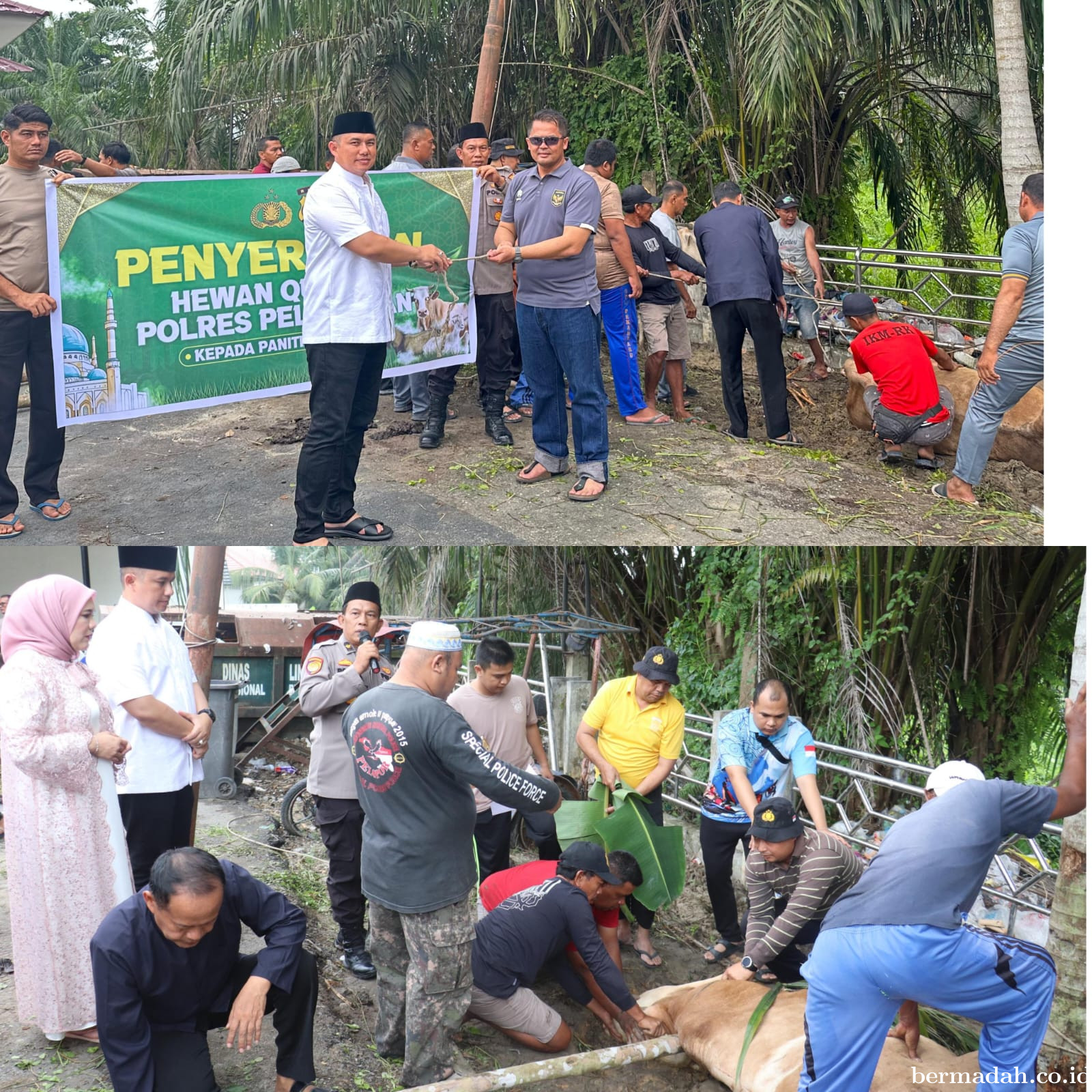 Idul Adha 1446 H, Polres Pelalawan Kurbankan 12 Ekor Sapi