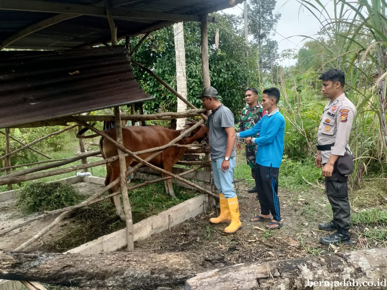 Rabu 1 Oktober, Penyemprotan Disinsfektan PMK URC Ternak di Kampung Pusaka