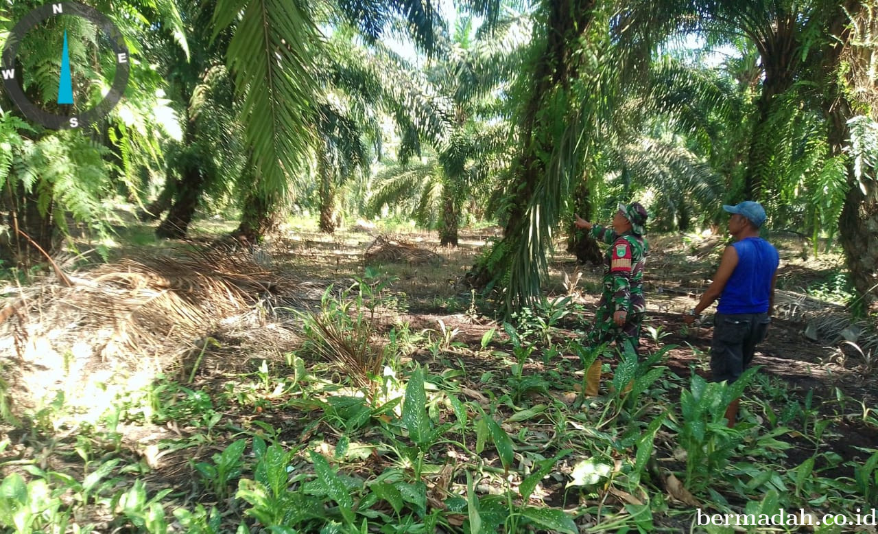 Penanggulangan Karhutla di Wilayah Koramil 02/Sungai Apit Sabtu 22 November