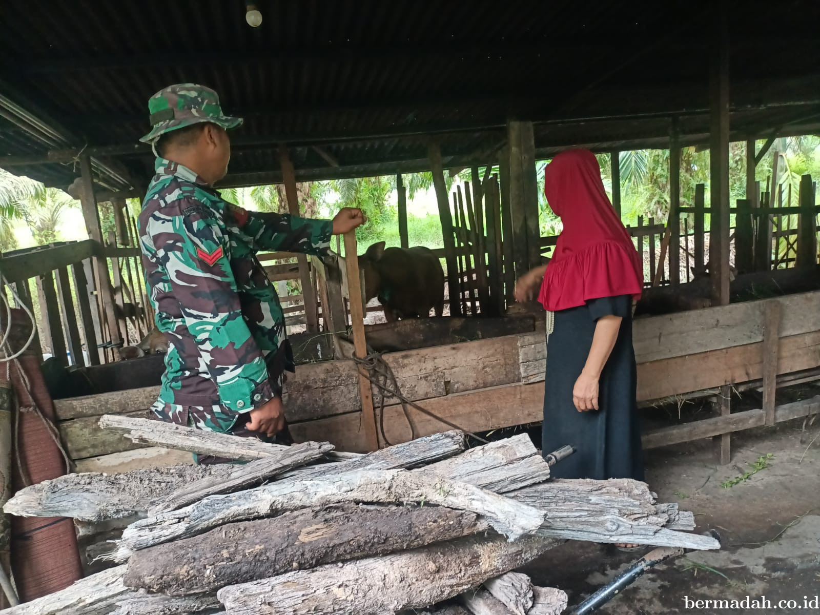 Rabu 26 November, Pendampingan Penyemprotan Disinsfektan PMK URC Ternak di Kampung Dusun Pusaka