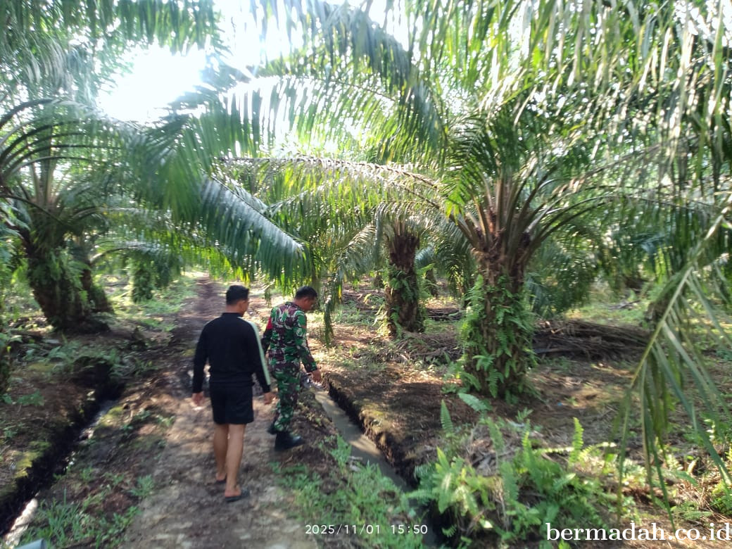 Penanggulangan Karhutla di Wilayah Koramil 02/Sungai Apit, Senin 1 Desember