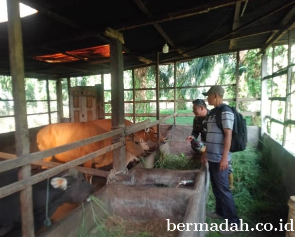 Senin 12 Januari, Pendampingan Penyemprotan Disinsfektan PMK URC Ternak di Kampung Lalang