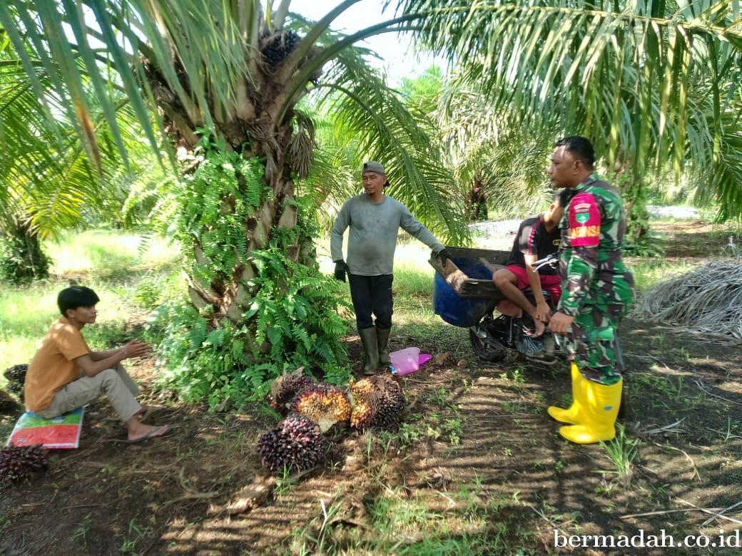 Senin 19 Januari, Babinsa Koramil 02/Sungai Apit Komsos di Kampung Lalang