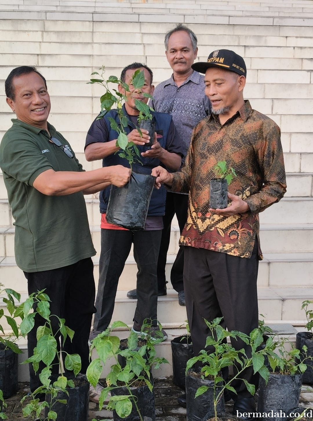 Pemberian Bibit Cabe dan Pepaya Colifornia, Hijaukan Masjid Agung Al-Firdaus