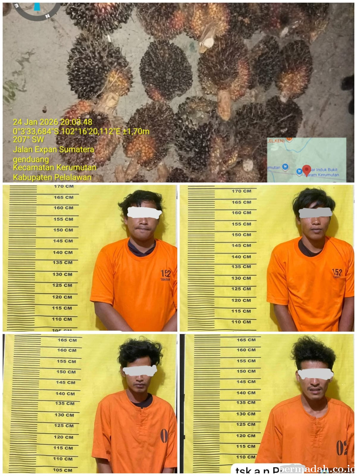 Empat Terduga Pelaku Pencurian Sawit Diamankan di Kerumutan