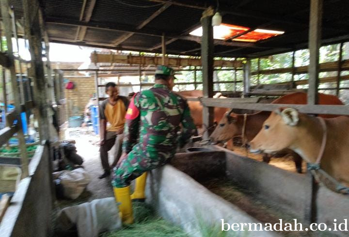 Rabu 11 Februari, Pendampingan Penyemprotan Disinsfektan PMK URC Ternak di Kampung Harapan