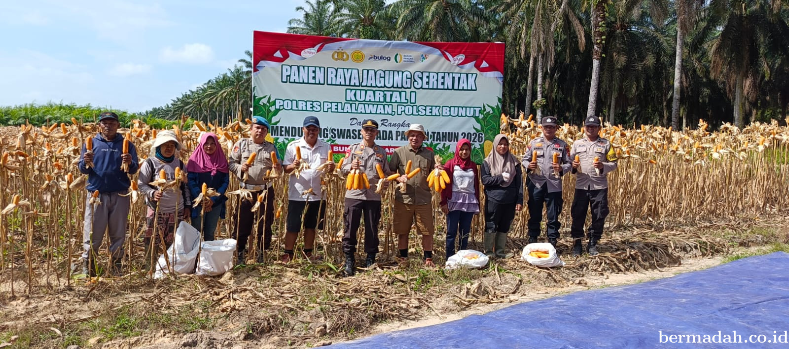 Kapolsek Bunut Pimpin Panen Raya Jagung, Dorong Swasembada Pangan 2026 di Pelalawan
