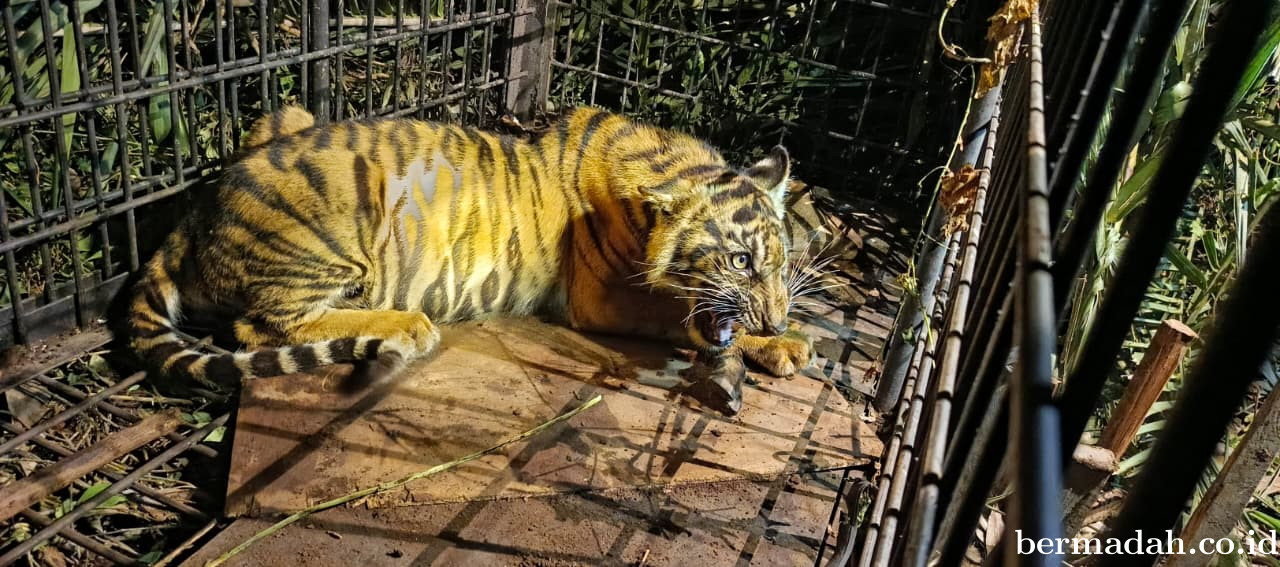 Anak Harimau Sumatera Berhasil Diamankan di Pulau Muda