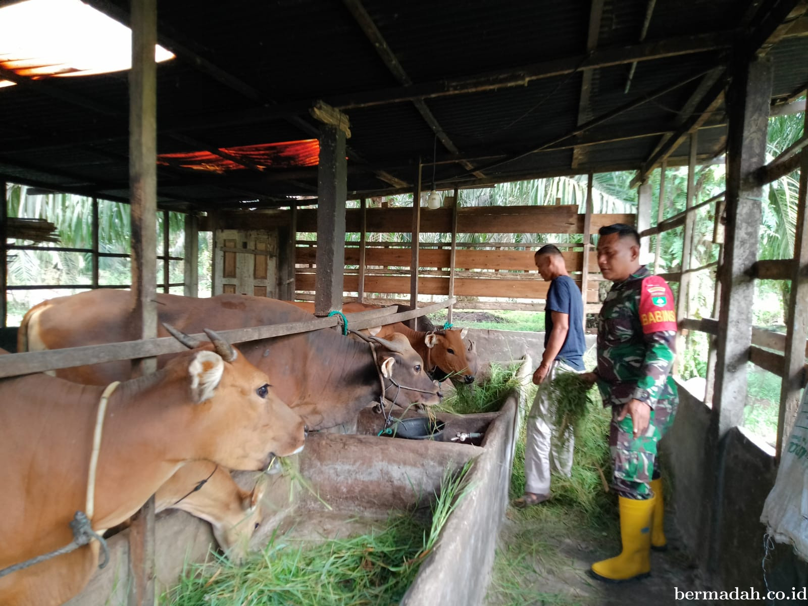 Senin 16 Maret, Pendampingan Penyemprotan Disinsfektan PMK URC Ternak di Kampung Teluk Mesjid