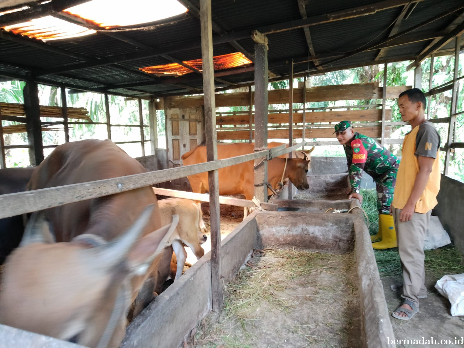 Kamis 26 Maret, Pendampingan Penyemprotan Disinsfektan PMK URC Ternak di Kampumg Parit 1/2