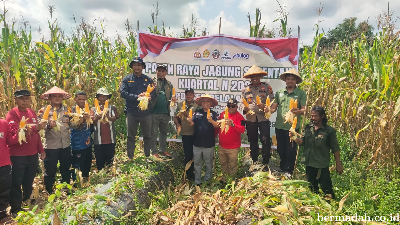 Polsek Teluk Meranti Panen Raya Jagung 1,5 Ton, Bukti Nyata Dukungan Swasembada Pangan 2026