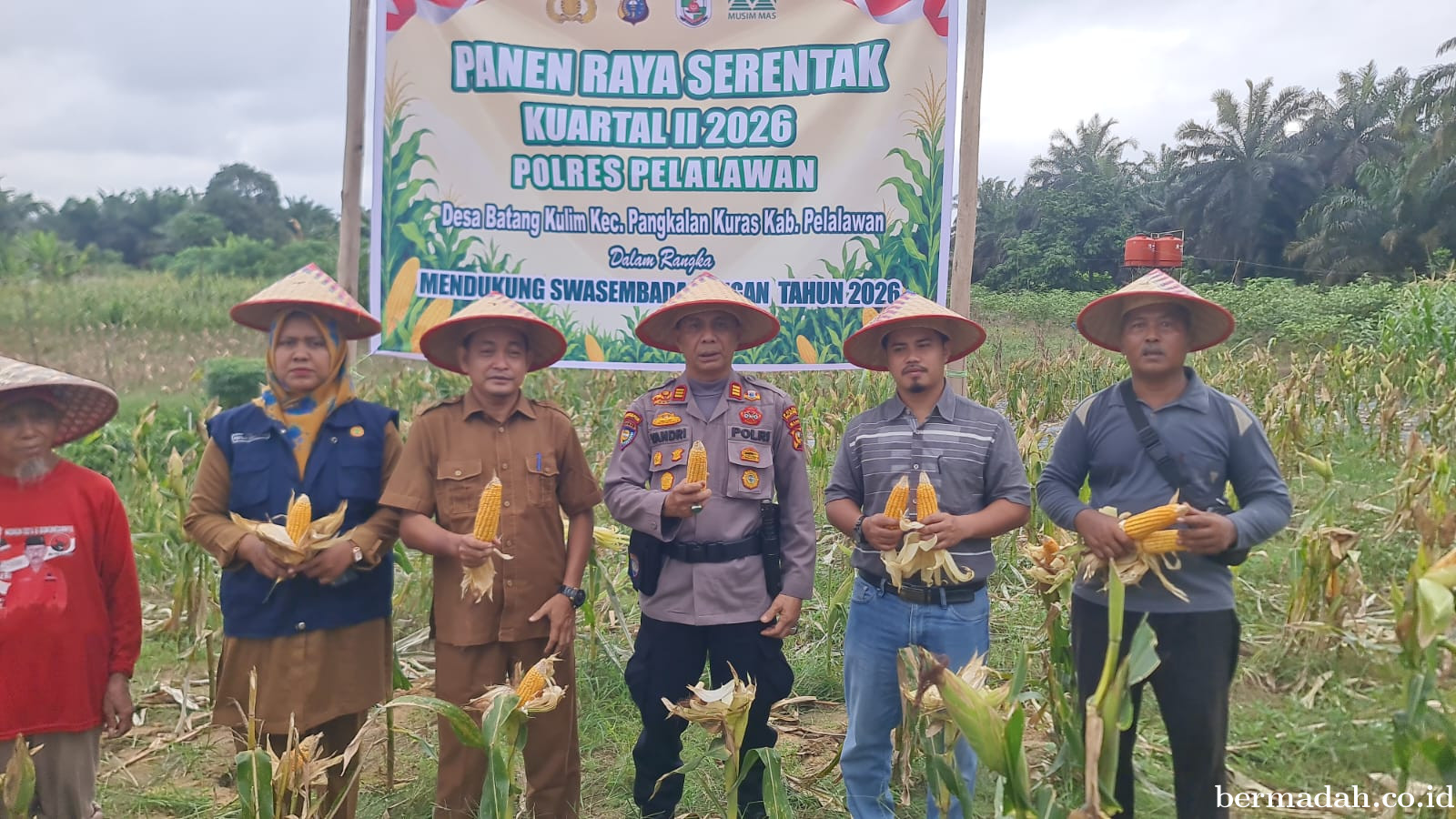 Panen Raya Jagung Polsek Pangkalan Kuras Sukses