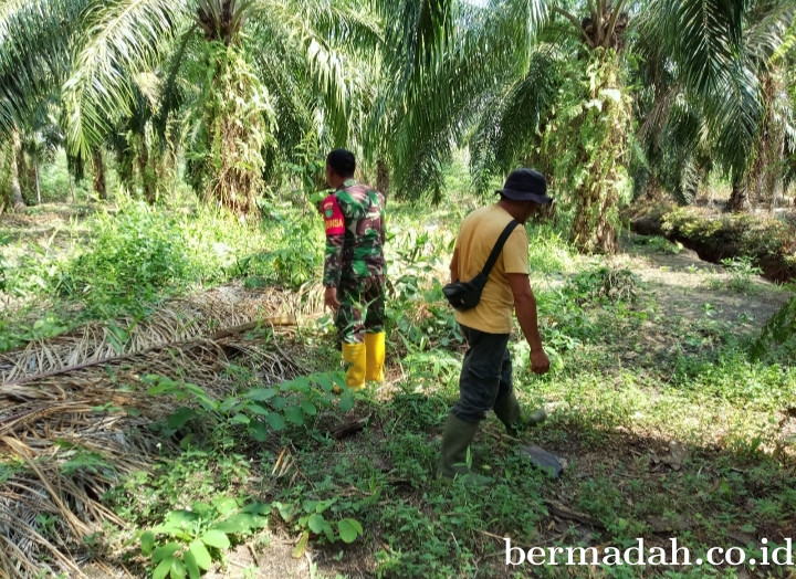 Penanggulangan Karhutla di Wilayah Koramil 02/Sungai Apit, Kamis 14 Mei