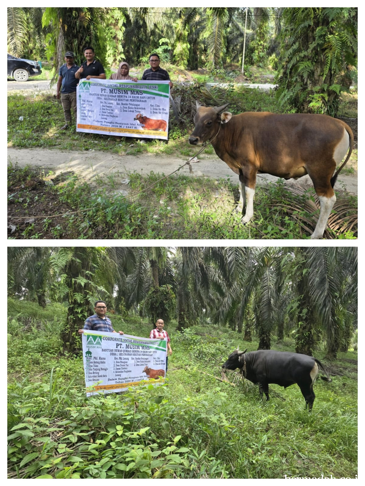 Peduli Sesama di Hari Raya, PT Musim Mas Perkuat Silaturahmi Lewat Bantuan Hewan Qurban
