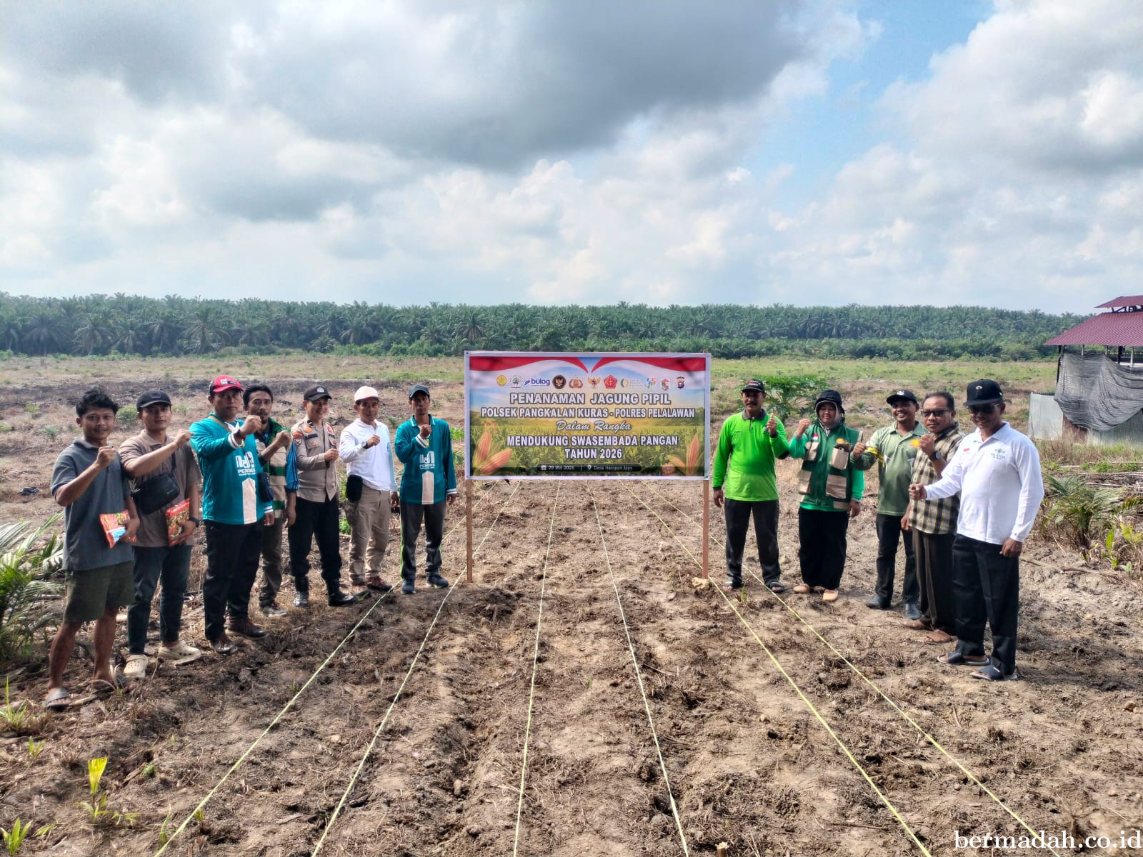 Polsek Pangkalan Kurasdan KUD HarapanJaya Tanam Jagung 3 Hektare,Perkuat Ketahanan Pangan Pelalawan