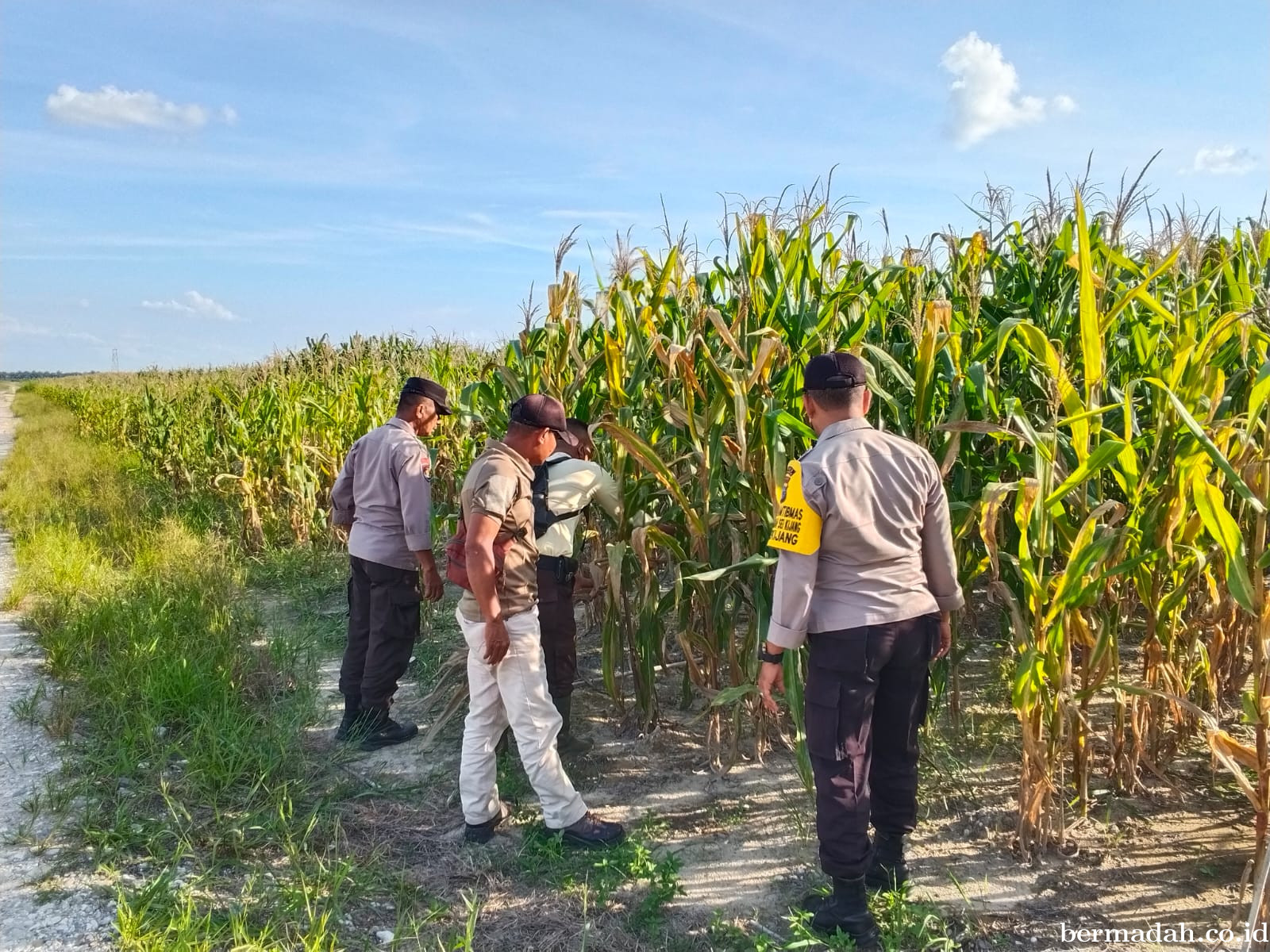 Polisi Turun ke Kebun Jagung, Polsek Bandar Sei Kijang Kawal Ketahanan Pangan di Pelalawan