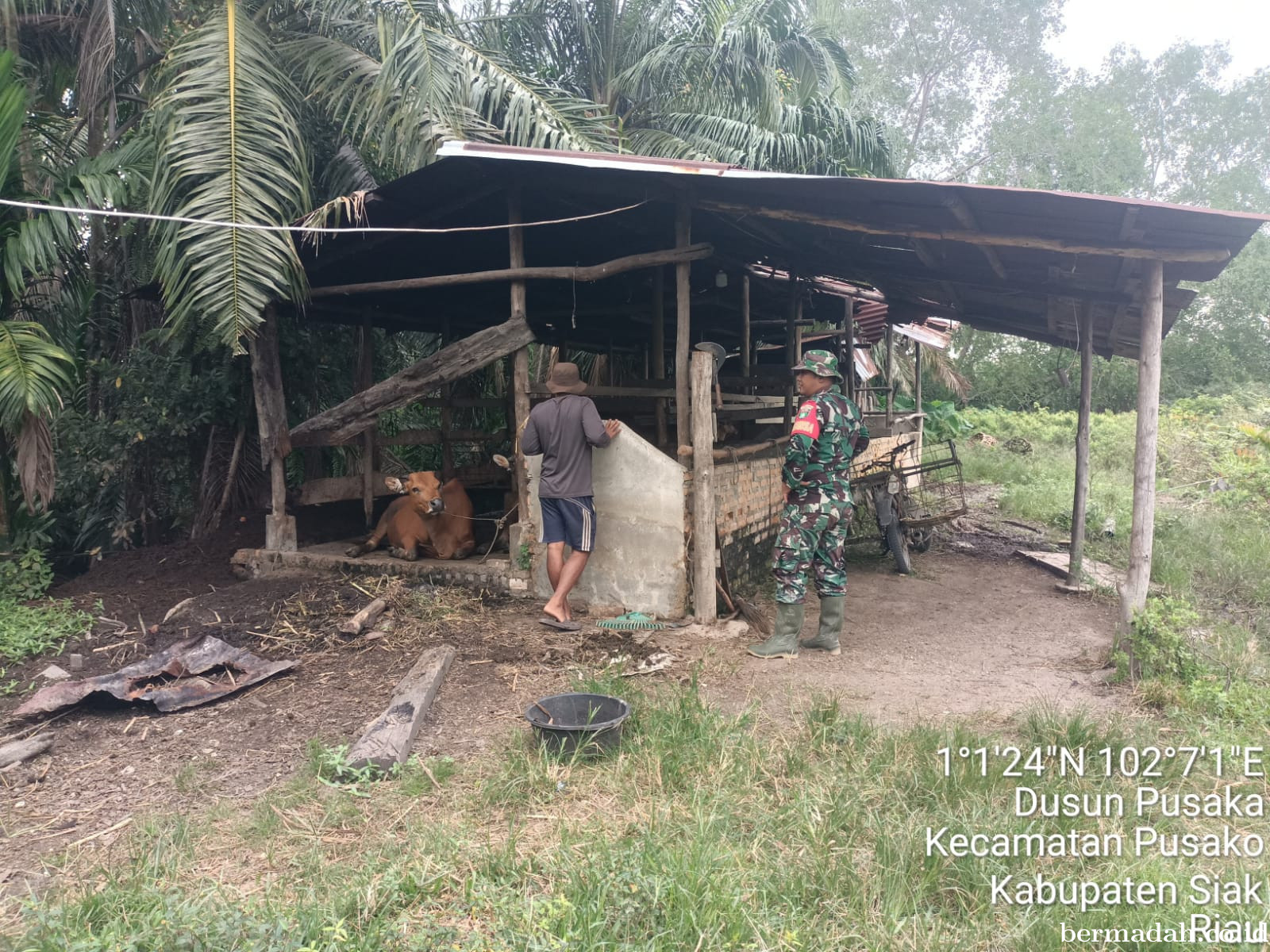 Senin 15 Juni. Pendampingan Penyemprotan Disinsfektan PMK URC Ternak di Kampung Dusun Pusaka