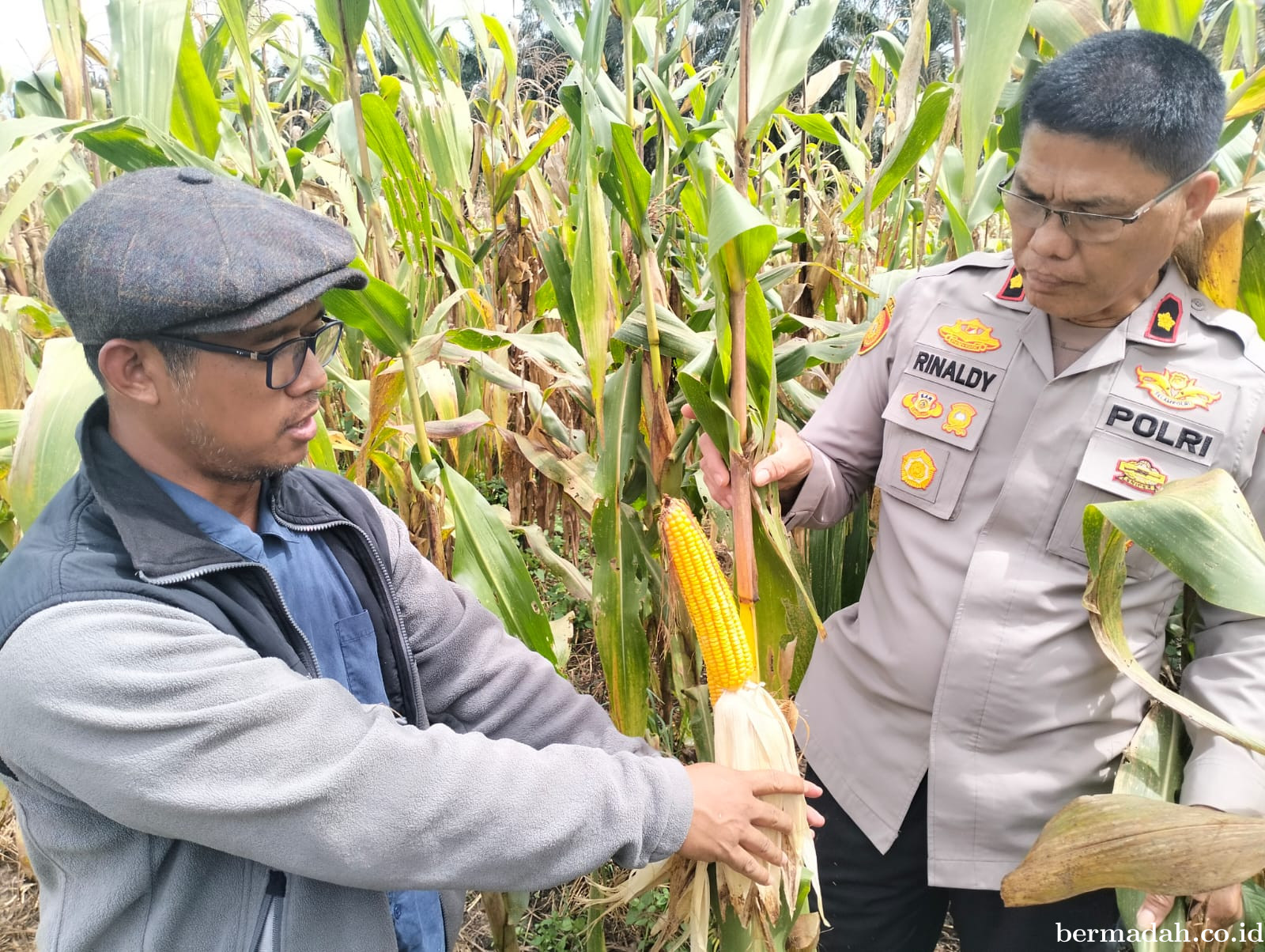 Polsek Pangkalan Kuras Pantau 12 Hektare Jagung, Wujud Nyata Ketahanan Pangan Di Sialang Indah