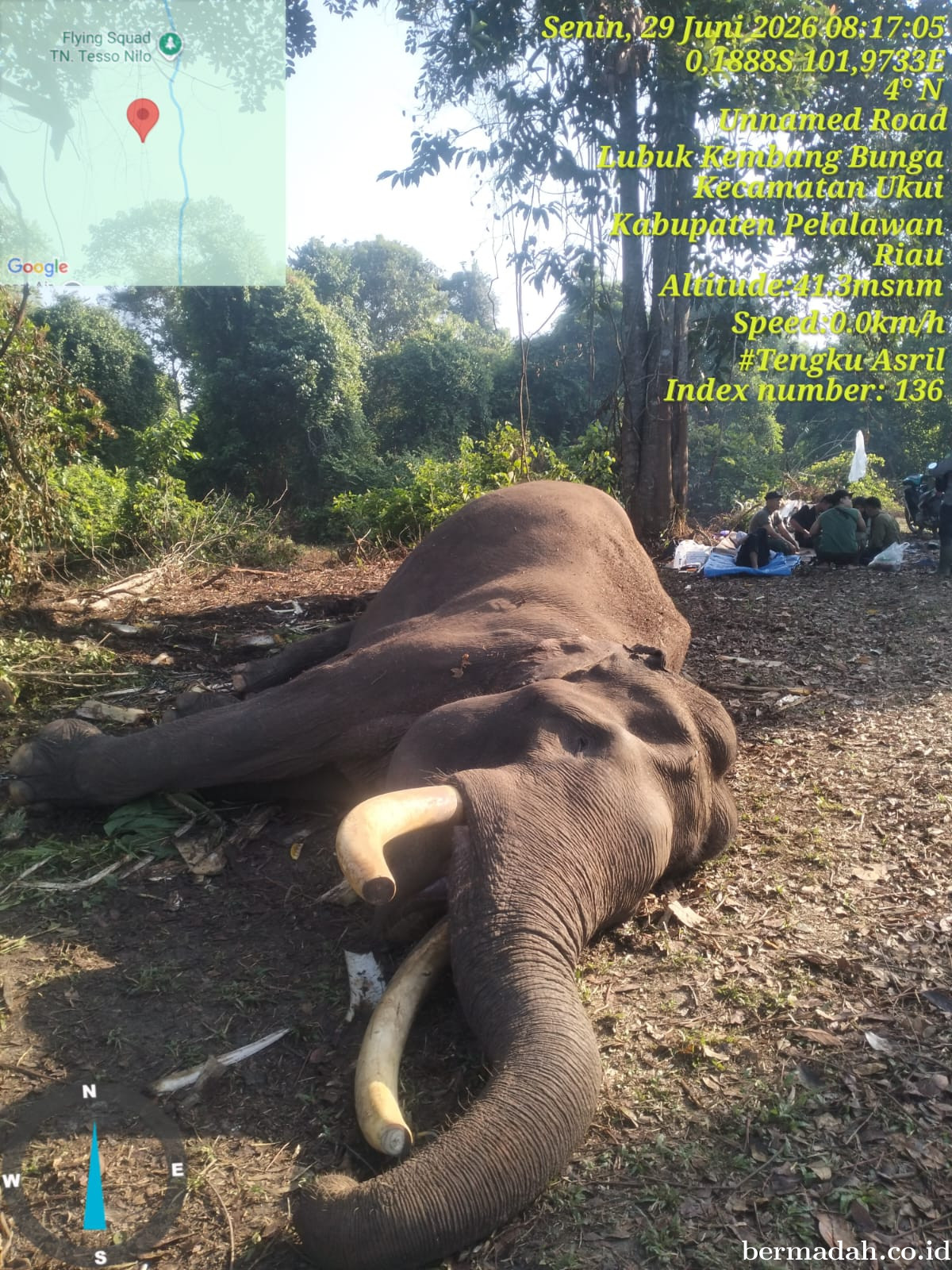 Gajah Sumatera Jinak Indro Mati, Setelah Berjuang Melawan Komplikasi Kesehatan