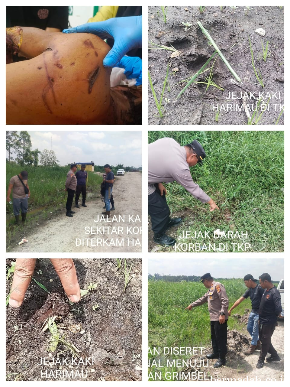 Karyawan Kontraktor PT Aghi Putra Perdana Tewas Diduga Diterkam Harimau Sumatera