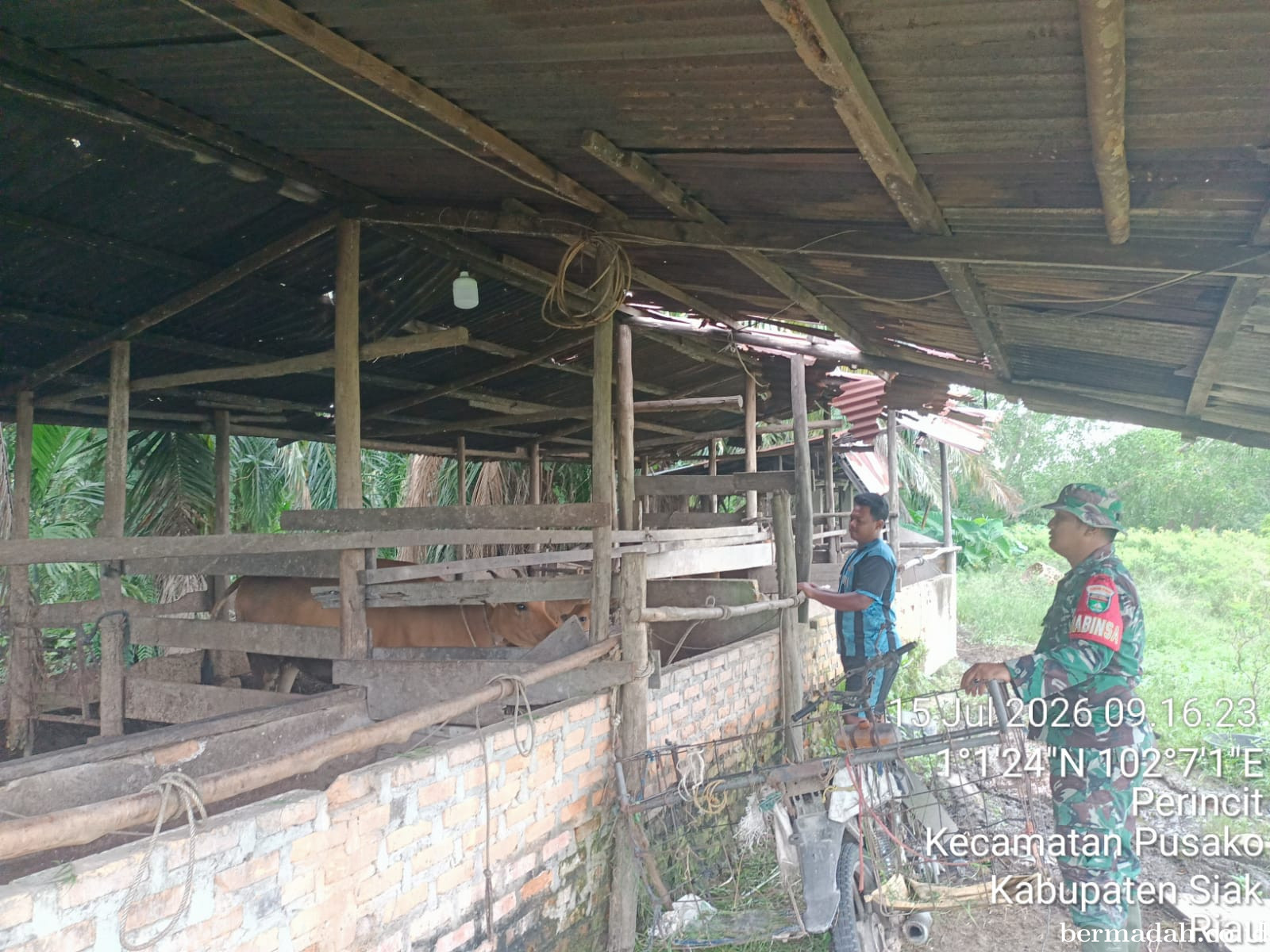 Rabu 15 Juli, Pendampingan Penyemprotan Disinsfektan PMK URC Ternak di Kampung Dusun Pusaka