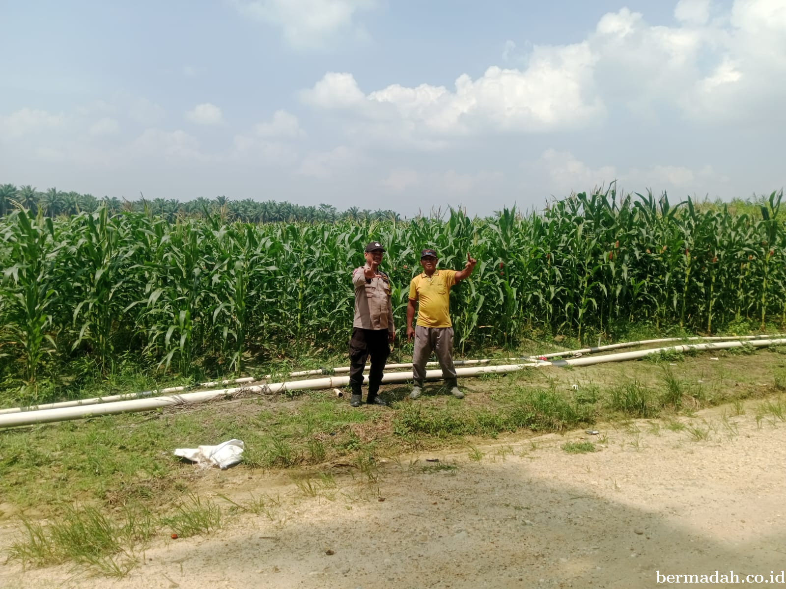 Polsek Bunut Kawal Ketahanan Pangan, Tanaman Jagung di PT Serikat Putra Tumbuh Subur
