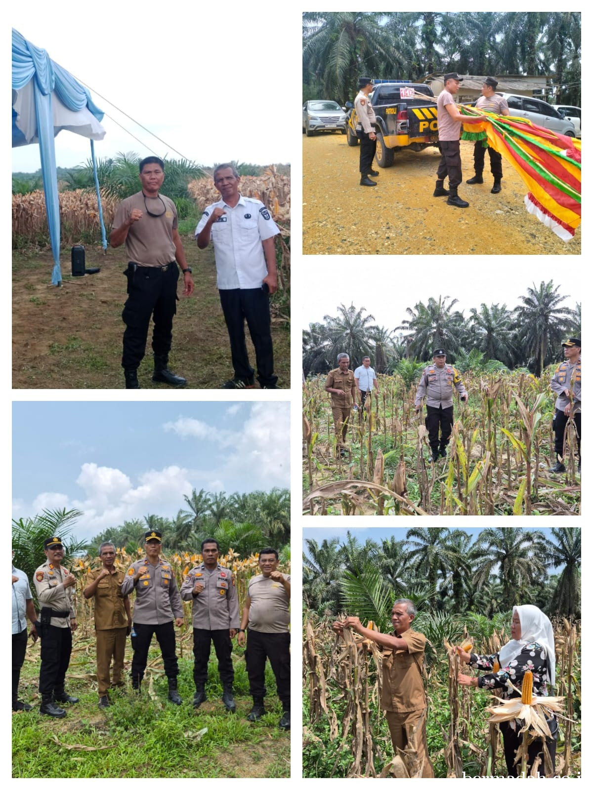 Polsek Pangkalan Kuras Matangkan Persiapan Panen Raya Jagung Kuartal III