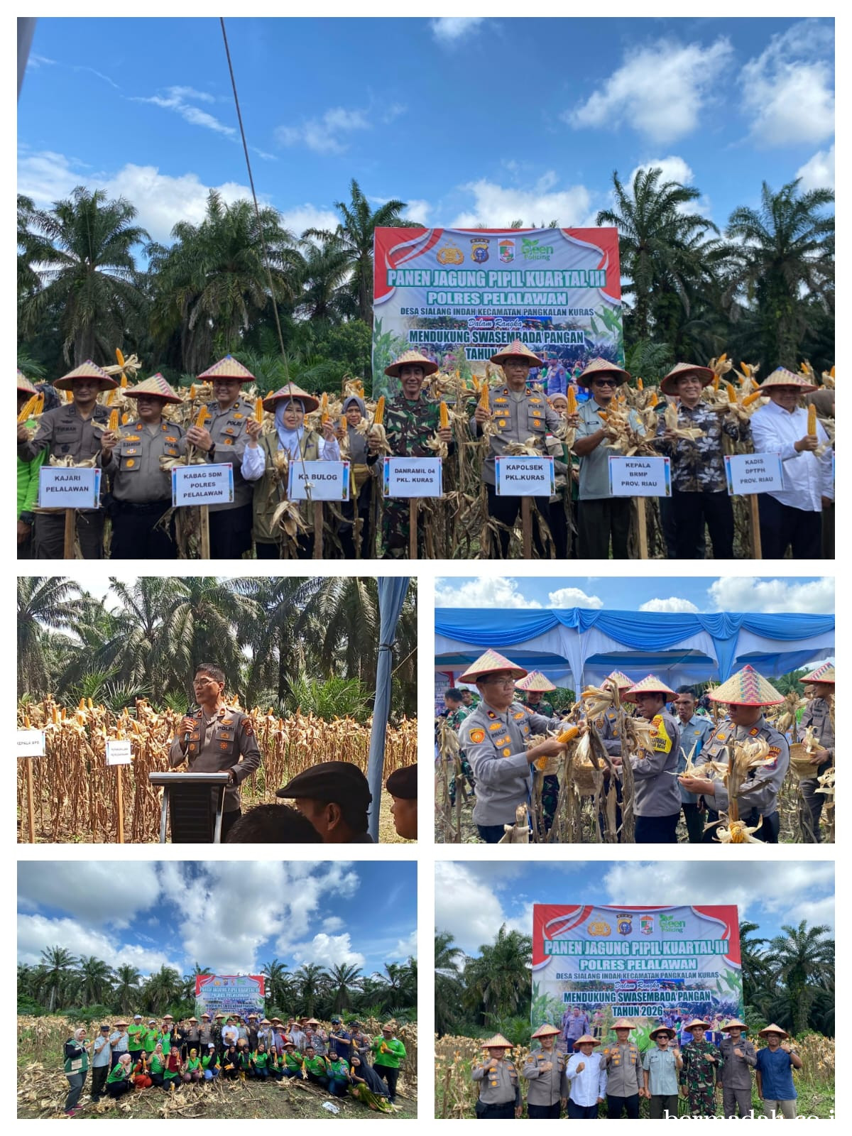 Kolaborasi Polri dan Petani Berbuah Manis, Panen Jagung 12 Ton di Pangkalan Kuras