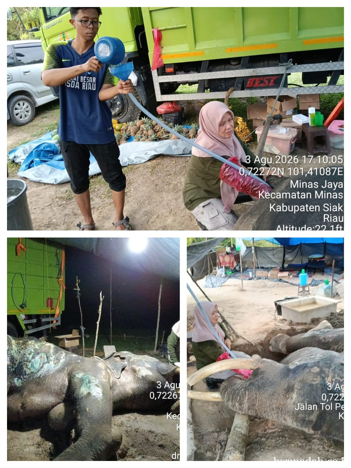 Gajah Legendaris Jovi Mati, BBKSDA Riau Kehilangan Pejuang Konservasi Andalan