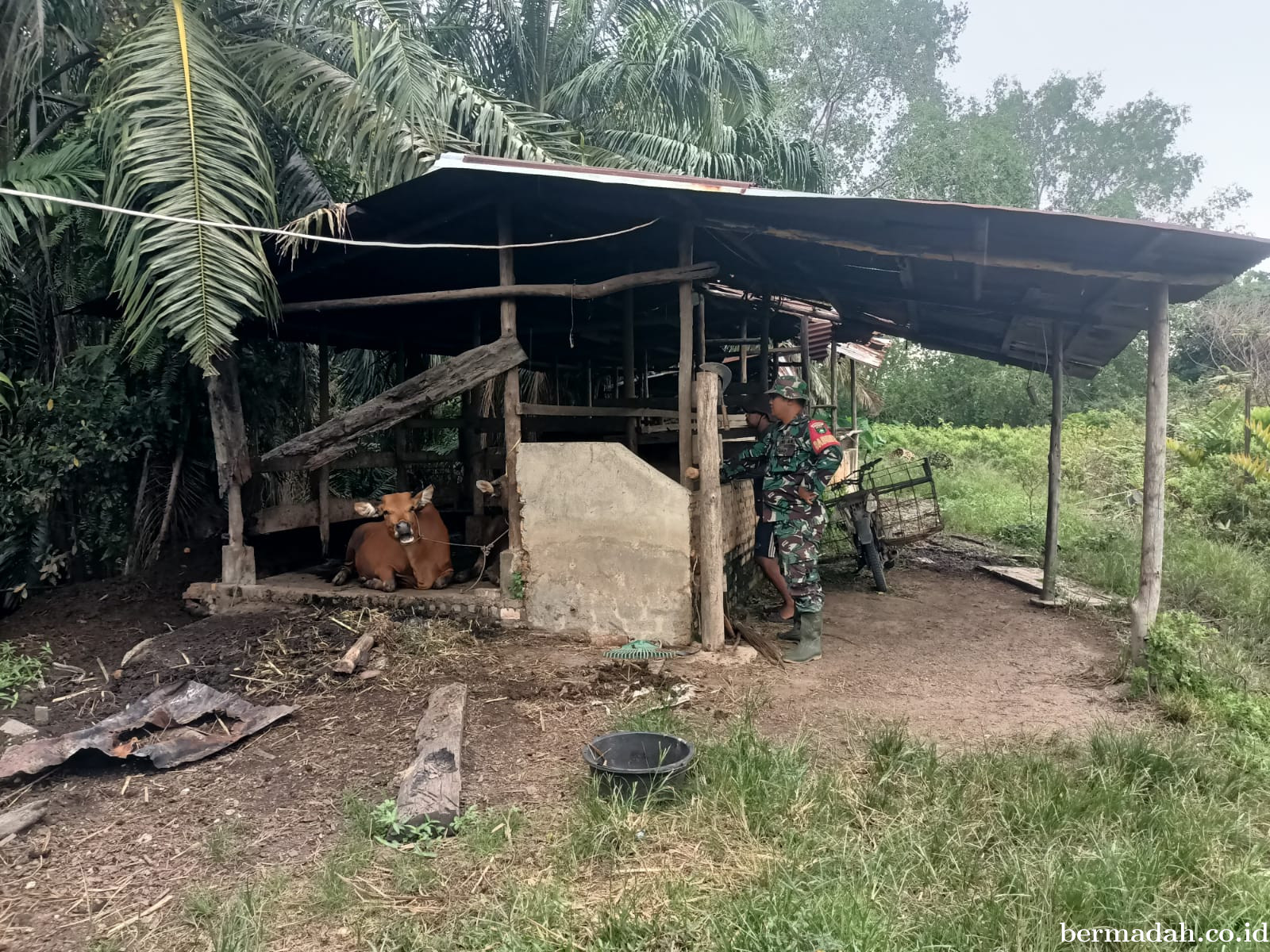 Rabu 5 Agustus, Pendampingan Penyemprotan Disinsfektan PMK URC Ternak di Kampung Dusun Pusaka
