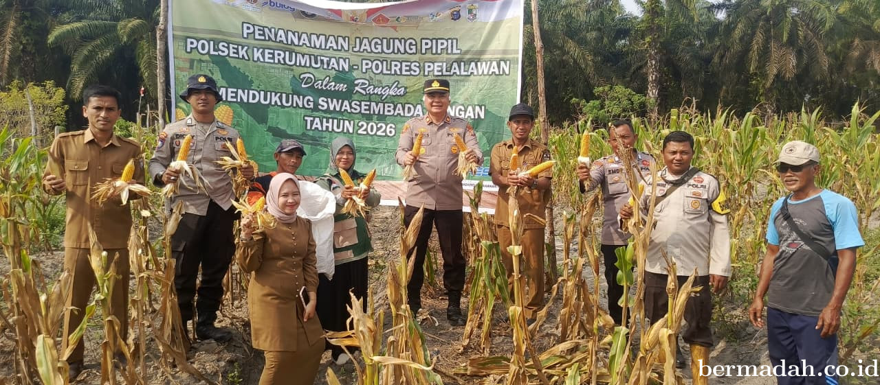 Panen Jagung 750 Kg, Polsek Kerumutan Perkuat Ketahanan Pangan Lewat Program Asta Cita Presiden
