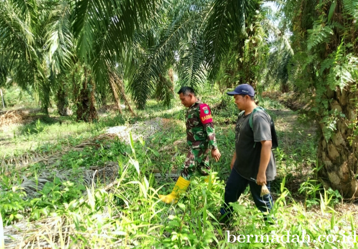 Penanggulangan Karhutla di Wilayah Koramil 02/Sungai Apit Kamis 13 Agustus
