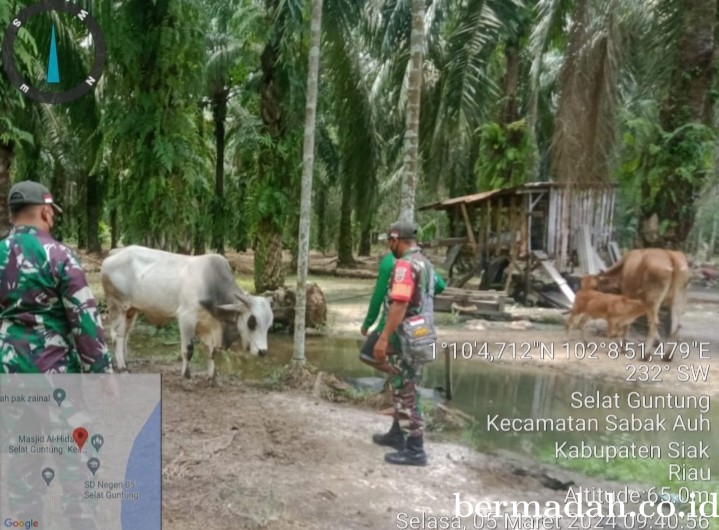 Rabu 5 Maret, Babinsa Koramil 06/PWK Sabak Auh Penetapan URC, Tanggulangi PMK
