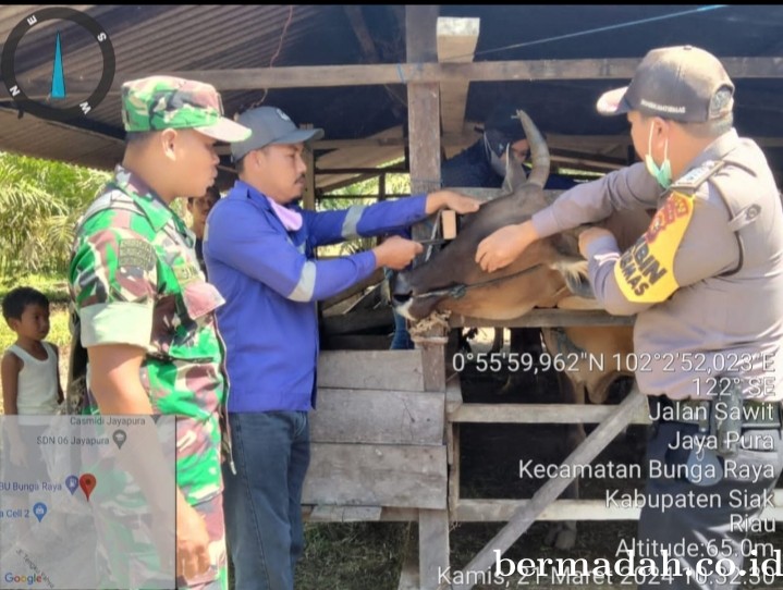 Kamis 21 Maret, Babinsa Koramil 06/PWK Sabak Auh Penetapan URC, Tanggulangi PMK