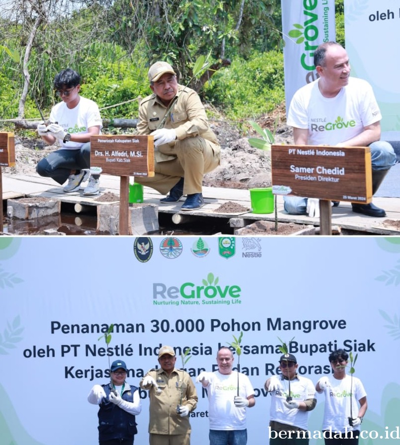 PT Nestle Indonesia Tanam 30 Ribu Magrove, Alfedri: Sejalan Konsep Siak Hijau