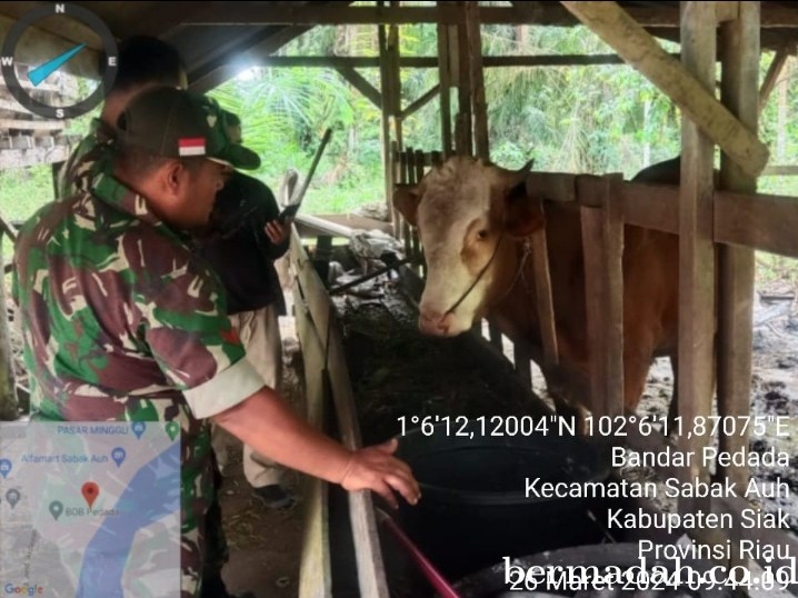 Selasa 26 Maret, Babinsa Koramil 06/PWK Sabak Auh Penetapan URC Tanggulangi PMK