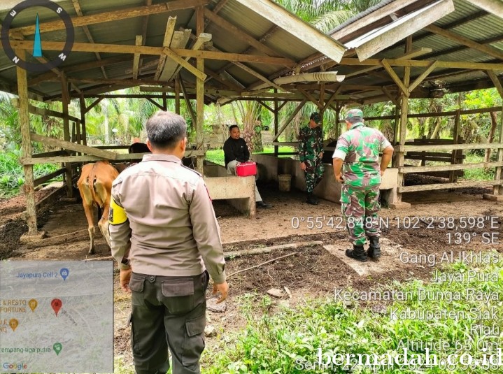 Senin 22 April, Babinsa Koramil 06/PWK Sabak Auh Penetapan URC Tanggulangi PMK