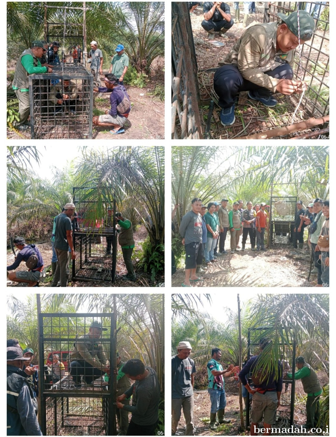 BBKSDA Riau Gerak Cepat Tangani Konflik Beruang Madu di Pelalawan